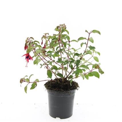 Fuchsia 'Mrs Popple', D 14 cm