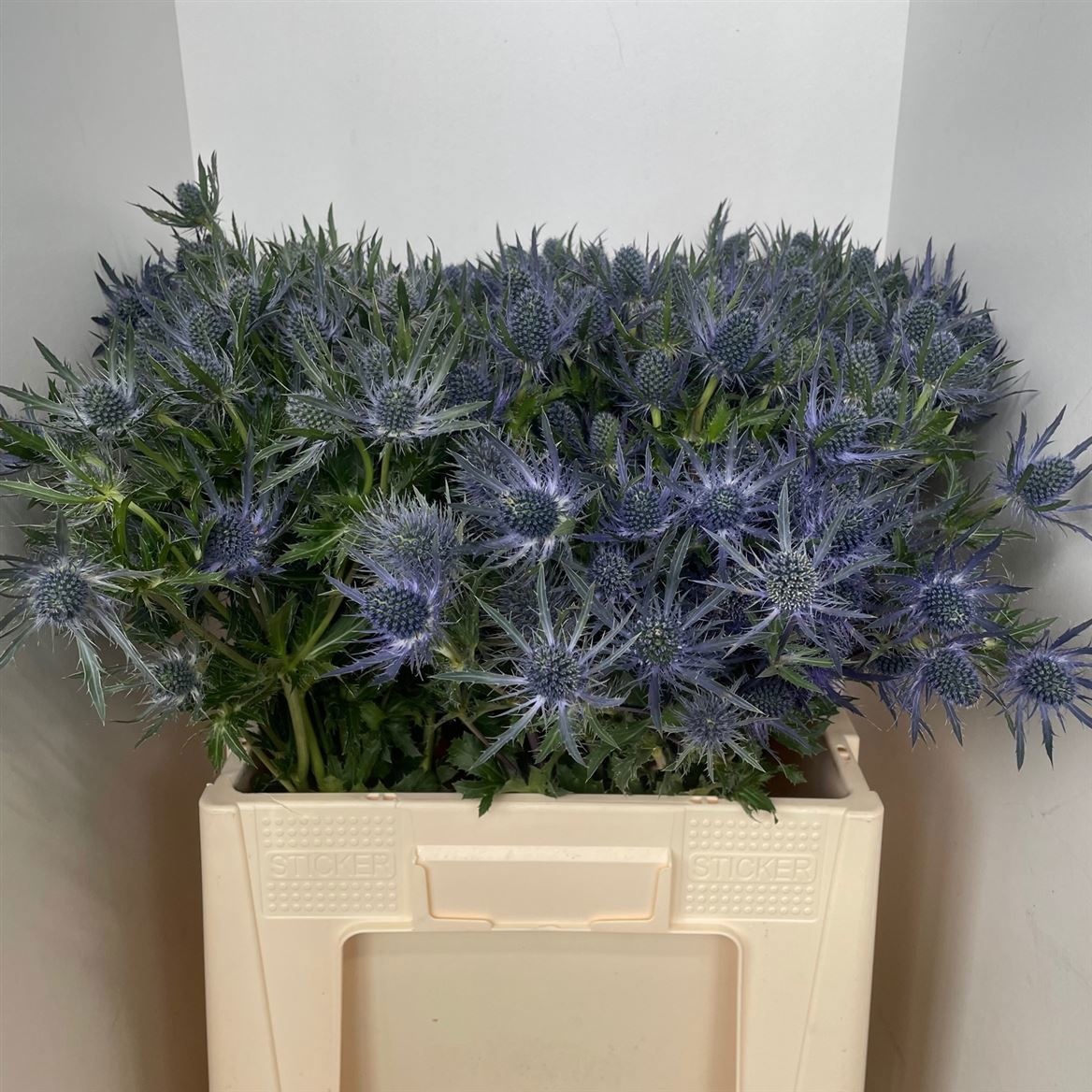 Эрингиум Блю Лагун 40 (син.), шт.