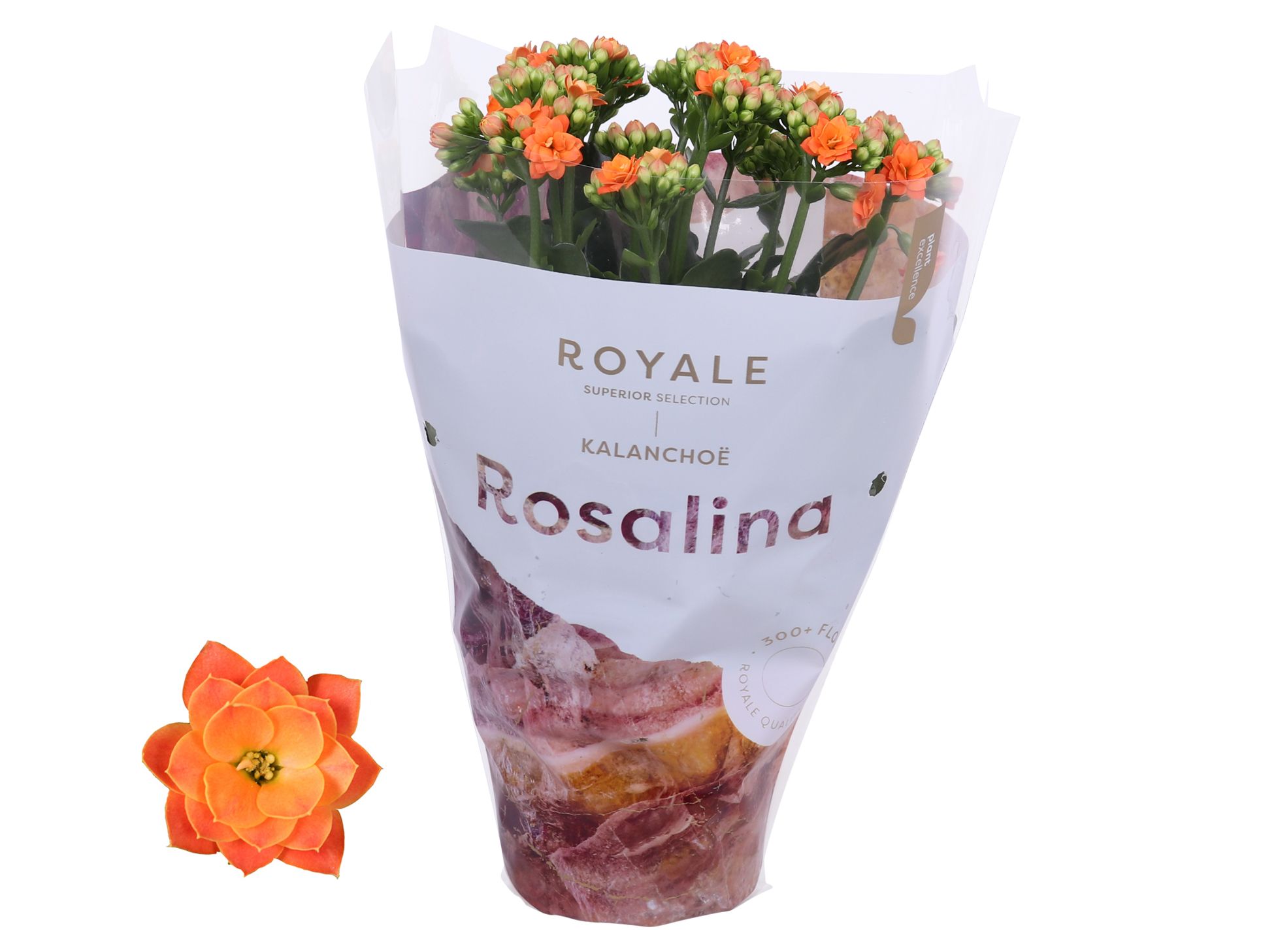 Kalanchoe Rosalina 12cm Royale Pedro oranje, D 12