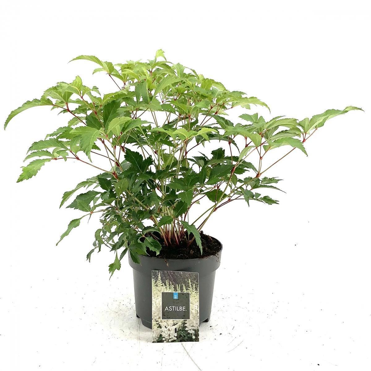 Astilbe japonica, wit, D 17 cm