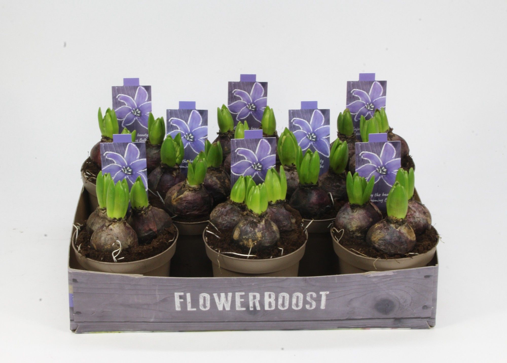 HYACINT BLAUW 12, D 12