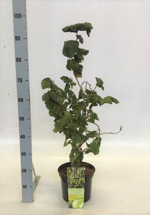 Corylus avellana 'Contorta', D 23