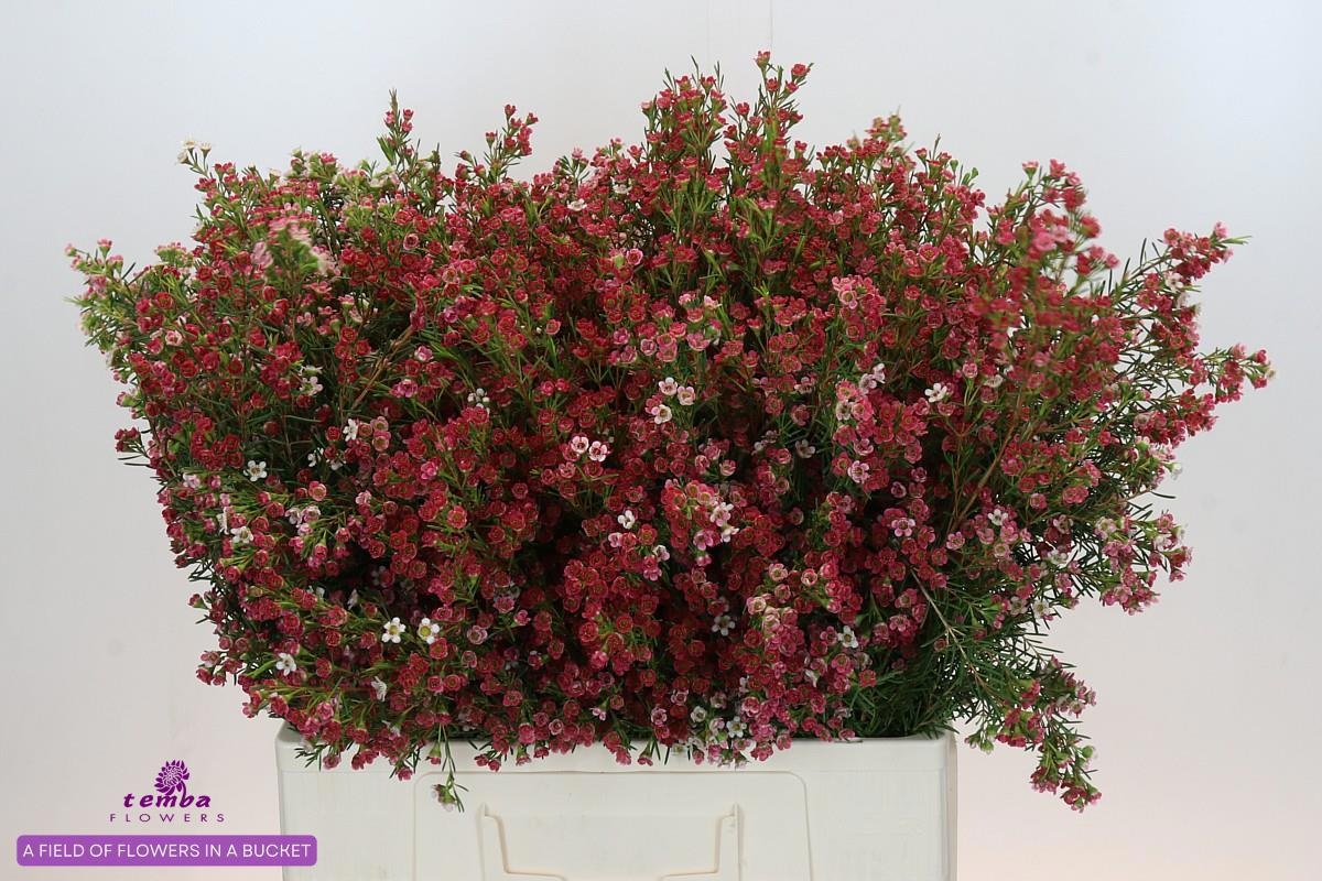 Шамелациум Май Свит Сикстин 60, шт.