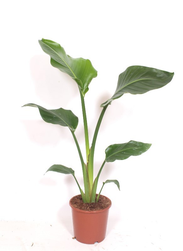 Strelitzia nicolai, D 17