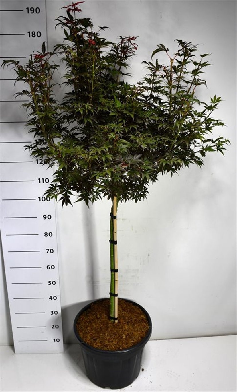 Acer pal. 'Skeeter's Broom', D 40