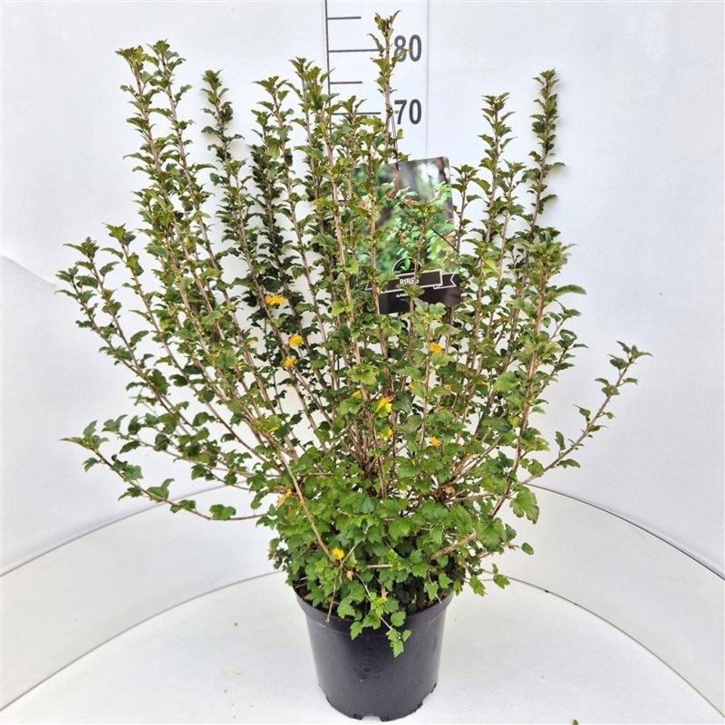 Ribes alpinum 'Schmidt', D 29 cm