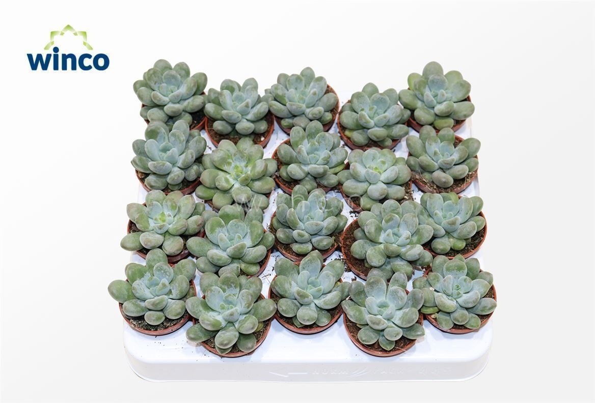 Pachyphytum Cuicatecanum, D 5,5