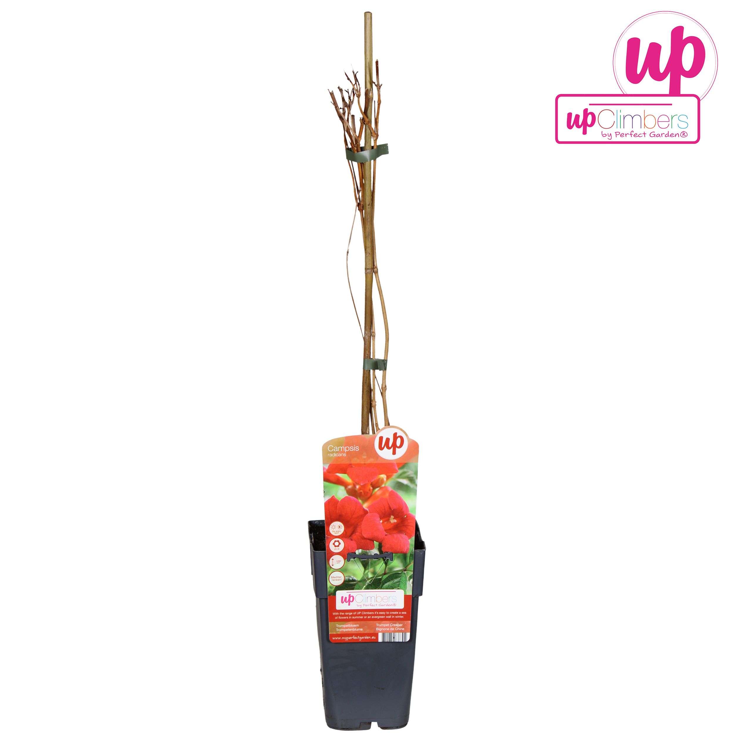 Campsis radicans P15, D 15