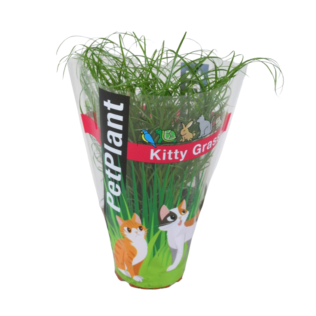 Cyperus alternifolius Zumula bedrukte hoes cartoon, D 12