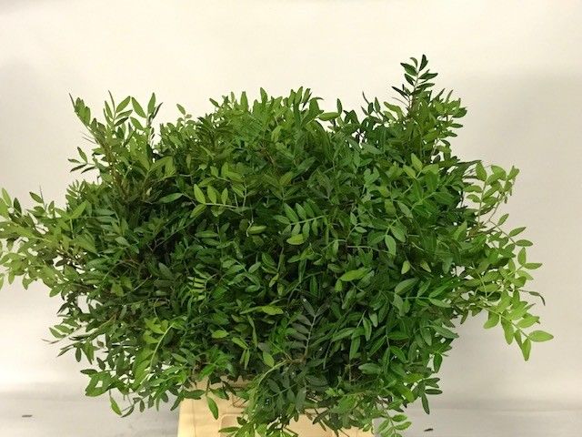 Писташ Овериг 50 (зел.), шт.