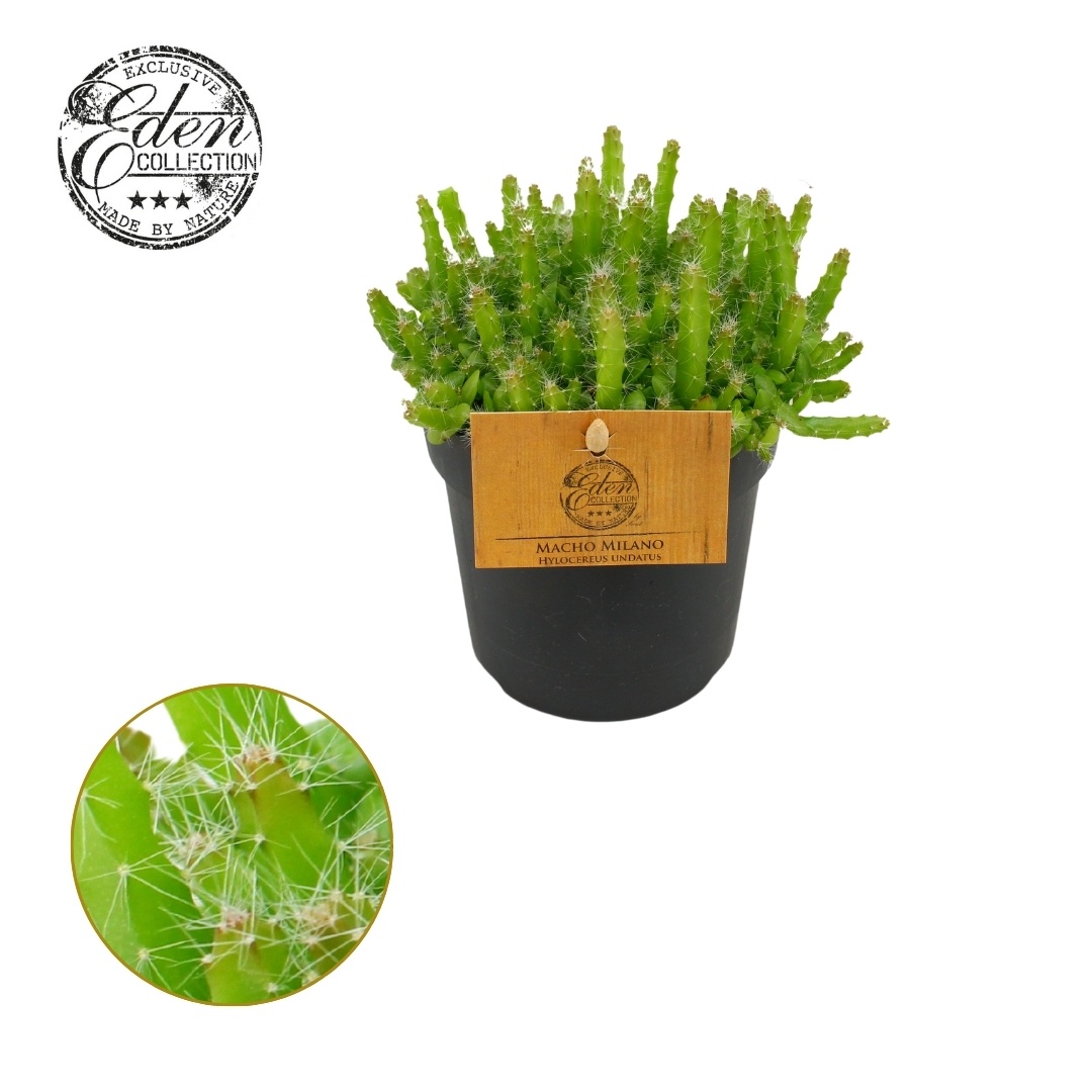 Hylocereus Undatus 10,5cm, D 10,5 cm