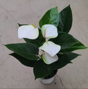 Антуриум вайт бэби 11 28 (предзаказ)