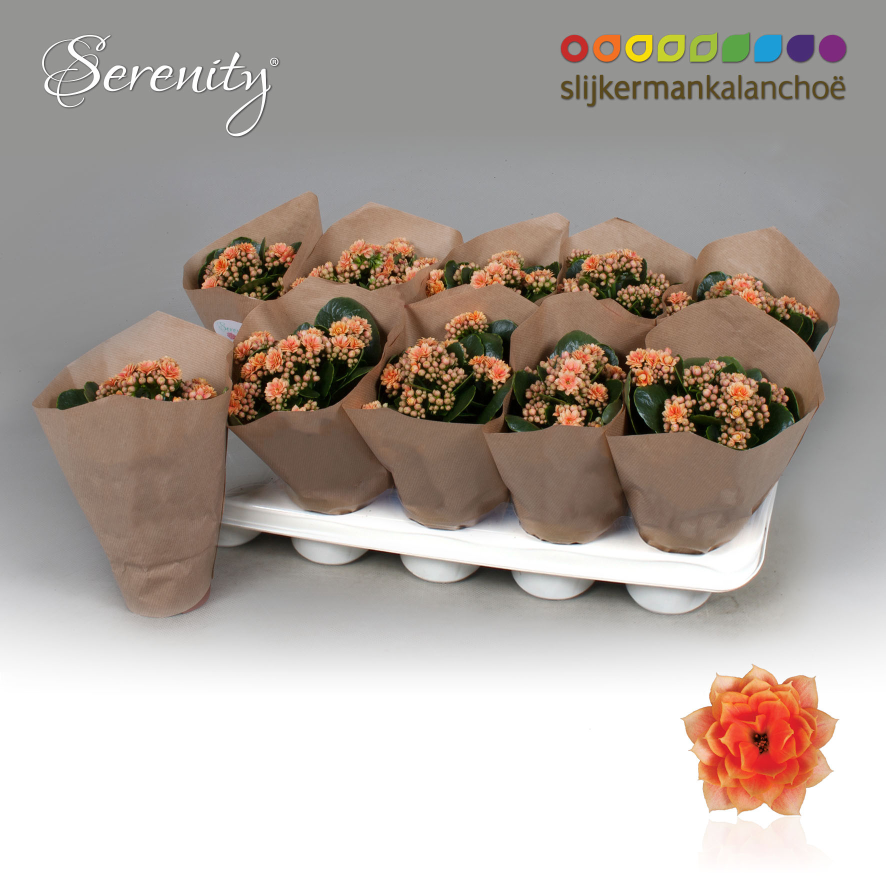 Kalanchoe Papersleeve - Serenity Peach, D 10,5 cm