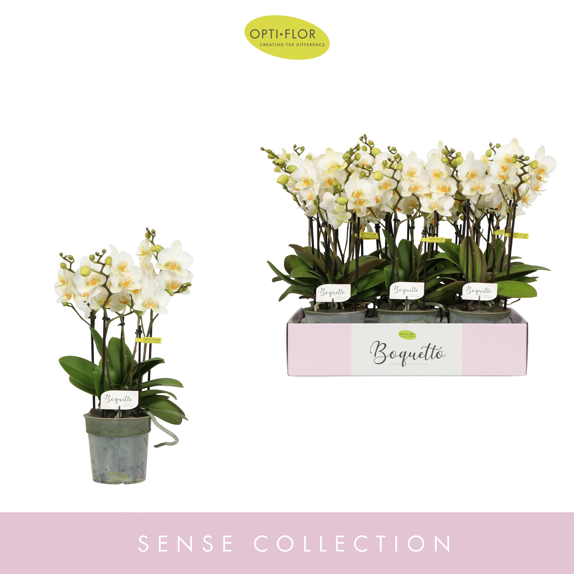 Boquetto Beauty 3-5 spike, D 12 cm