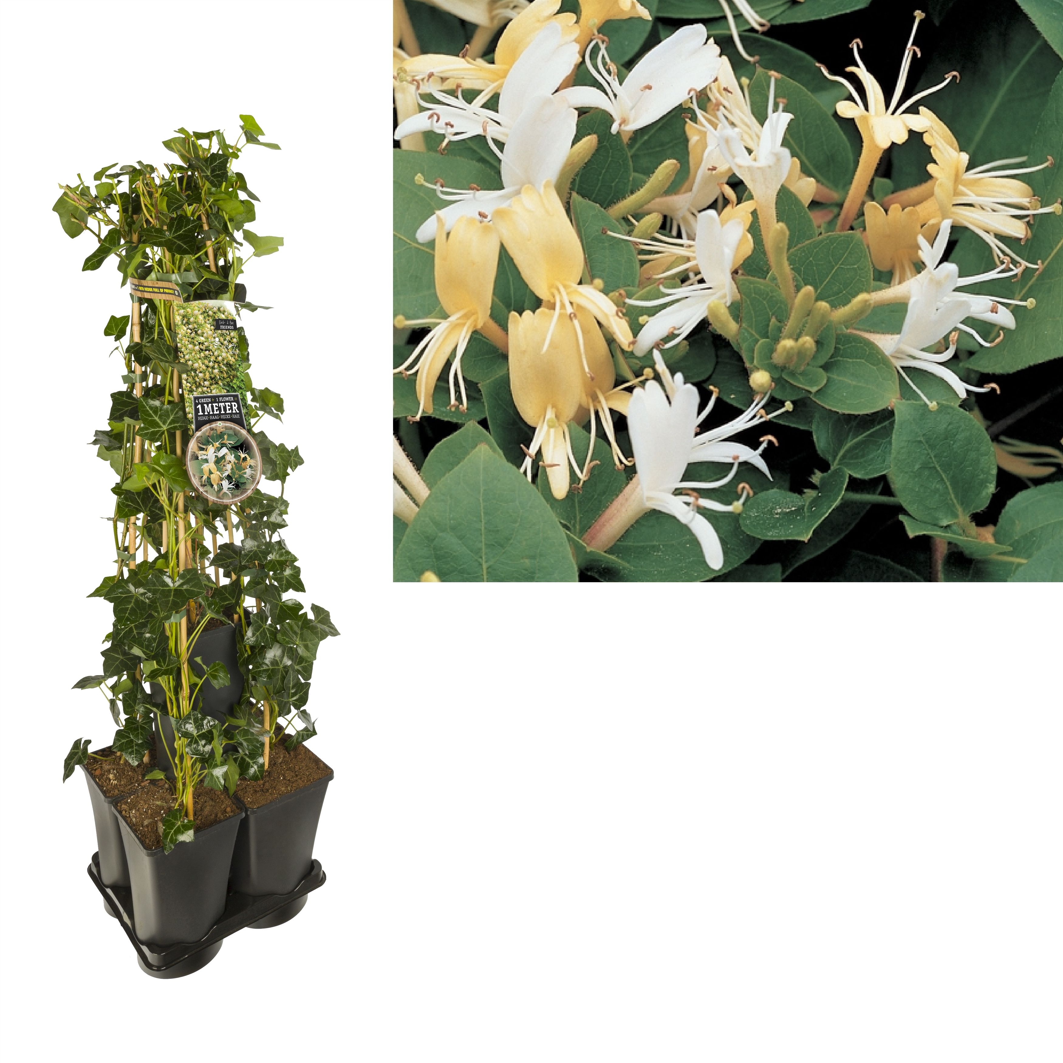 1 m. privacy mix Hedera + Clematis 'Hall's Prolific' +label, D 17