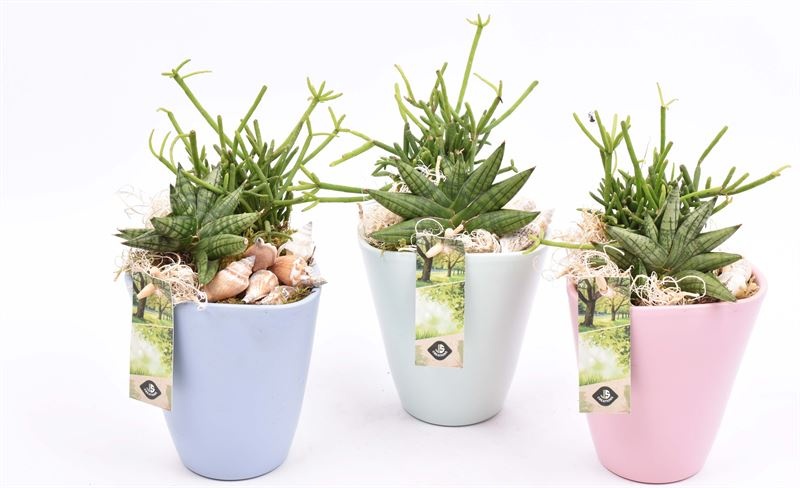 Keramiek pot kl. mix 11.5cm, D 12