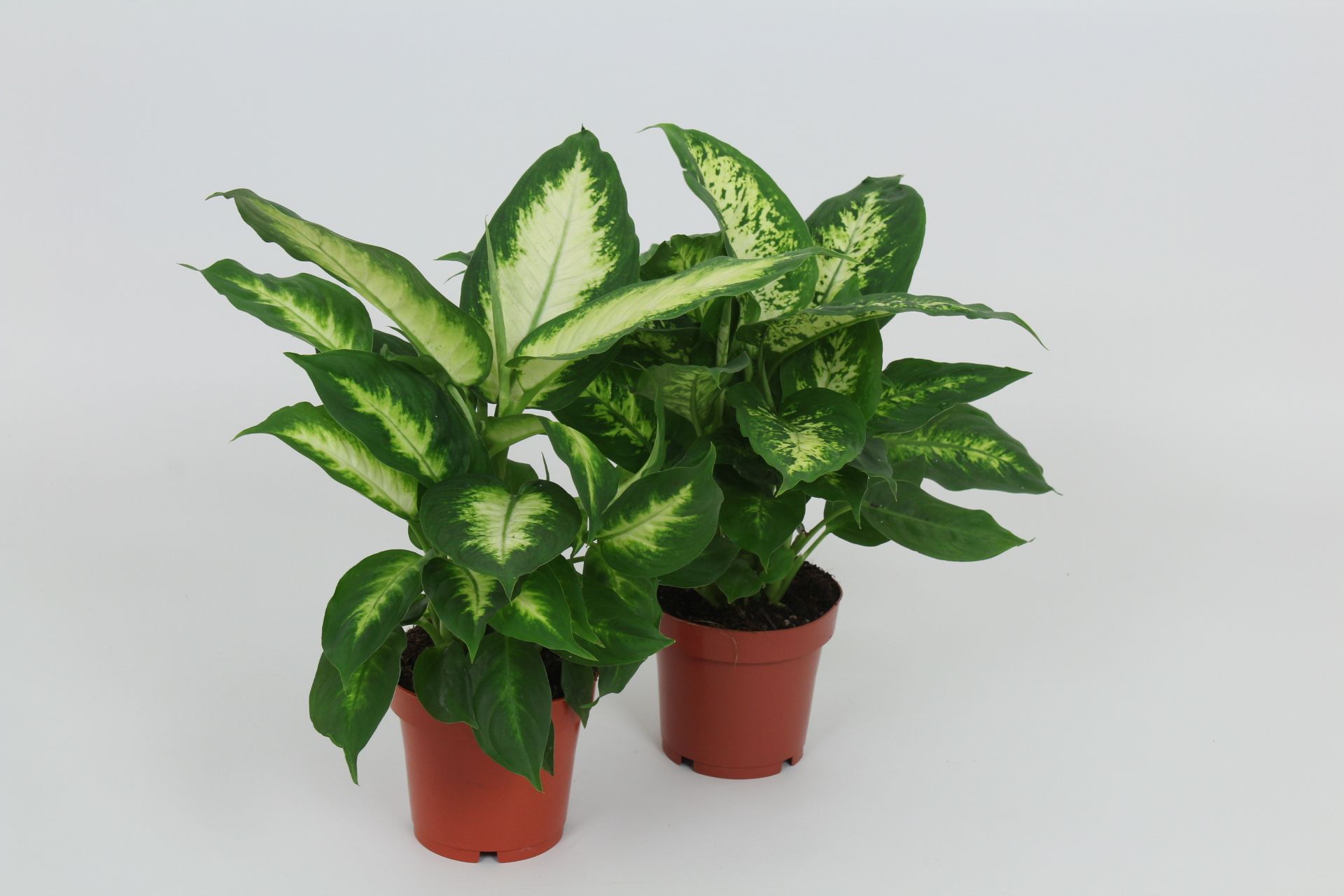 Purify Dieffenbachia Camilla/Compacta 12 cm, D 12