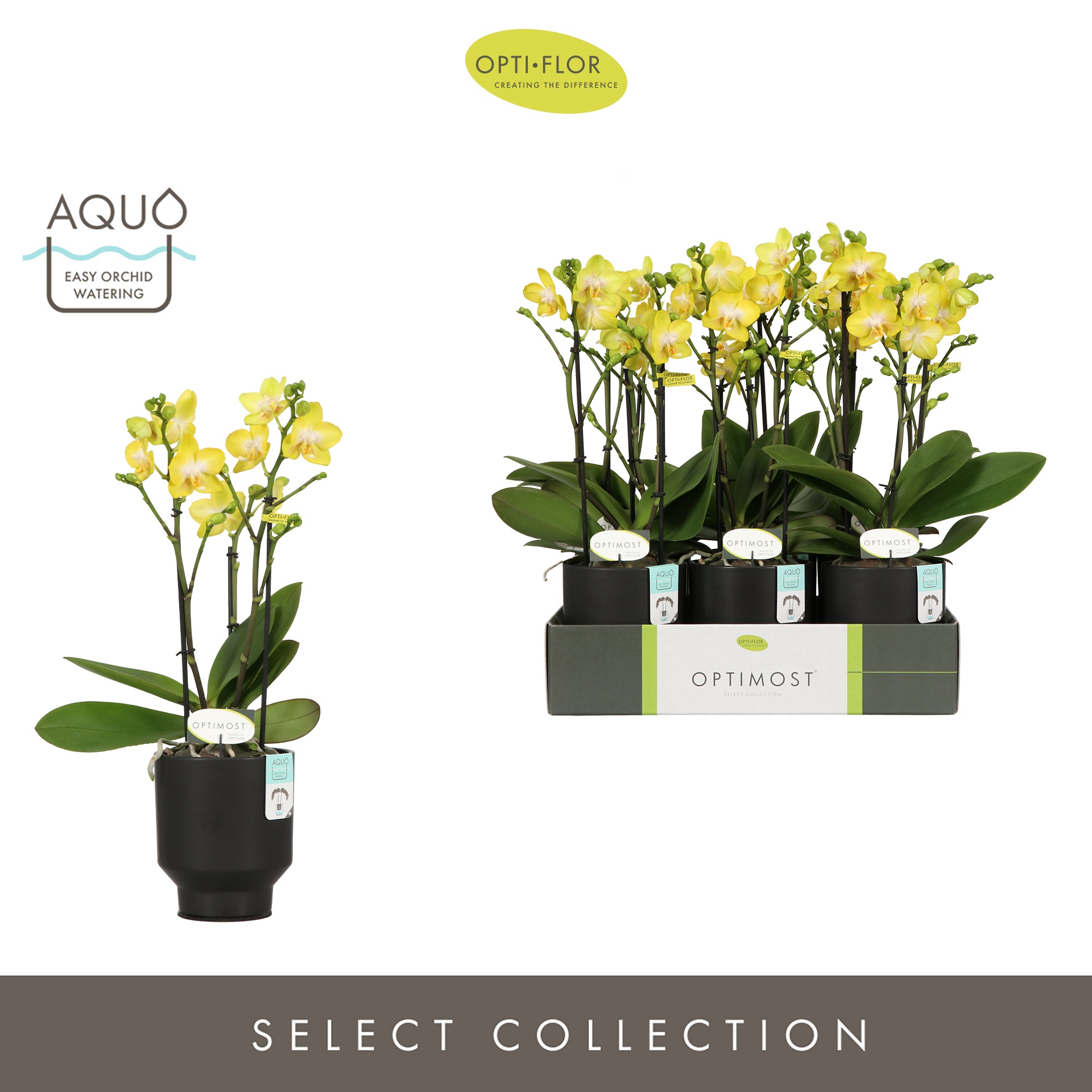 Optimost Arezzo 3 spike in Emilia Dark Brown Aquo, D 12 cm