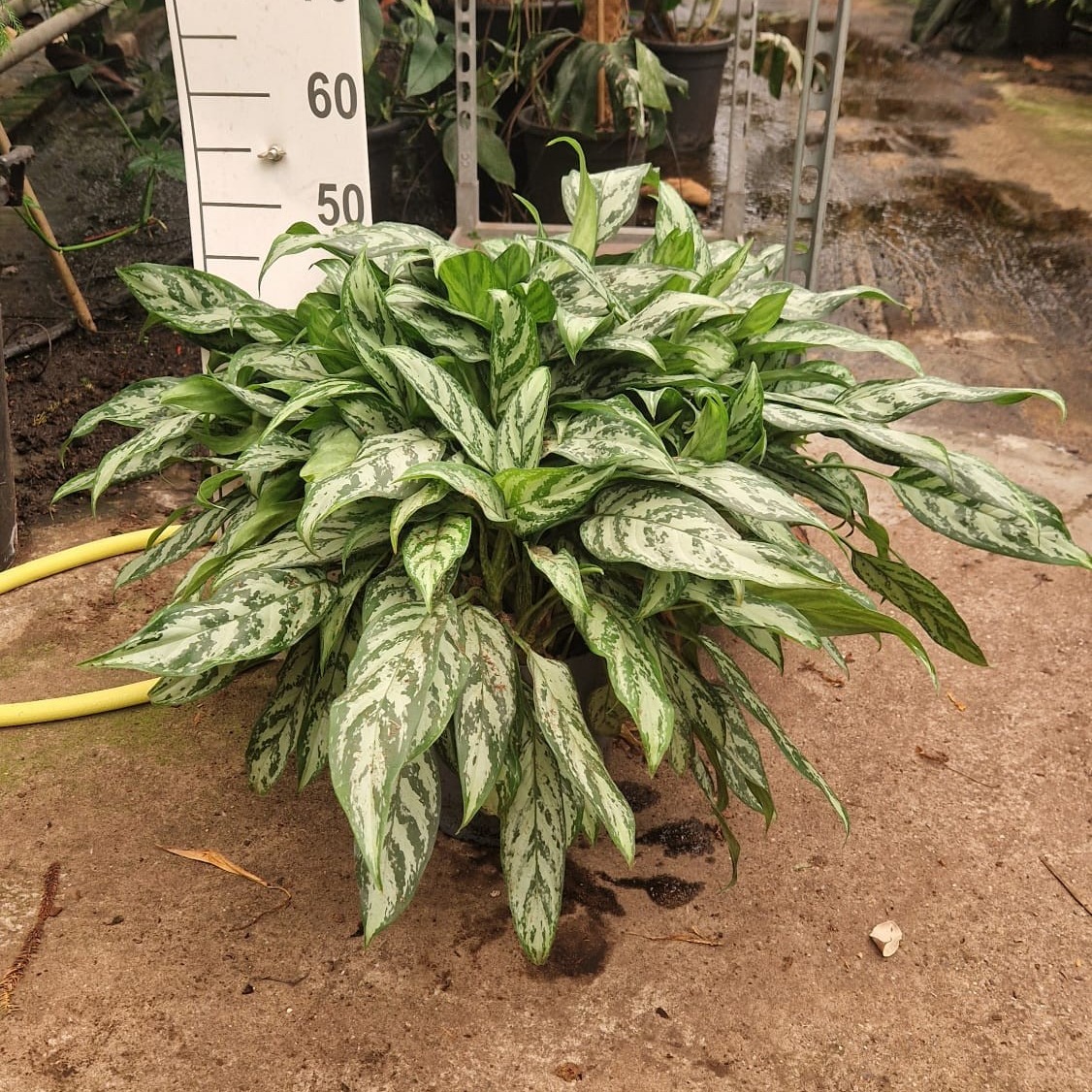 Aglaonema Silver Queen XL, D 27