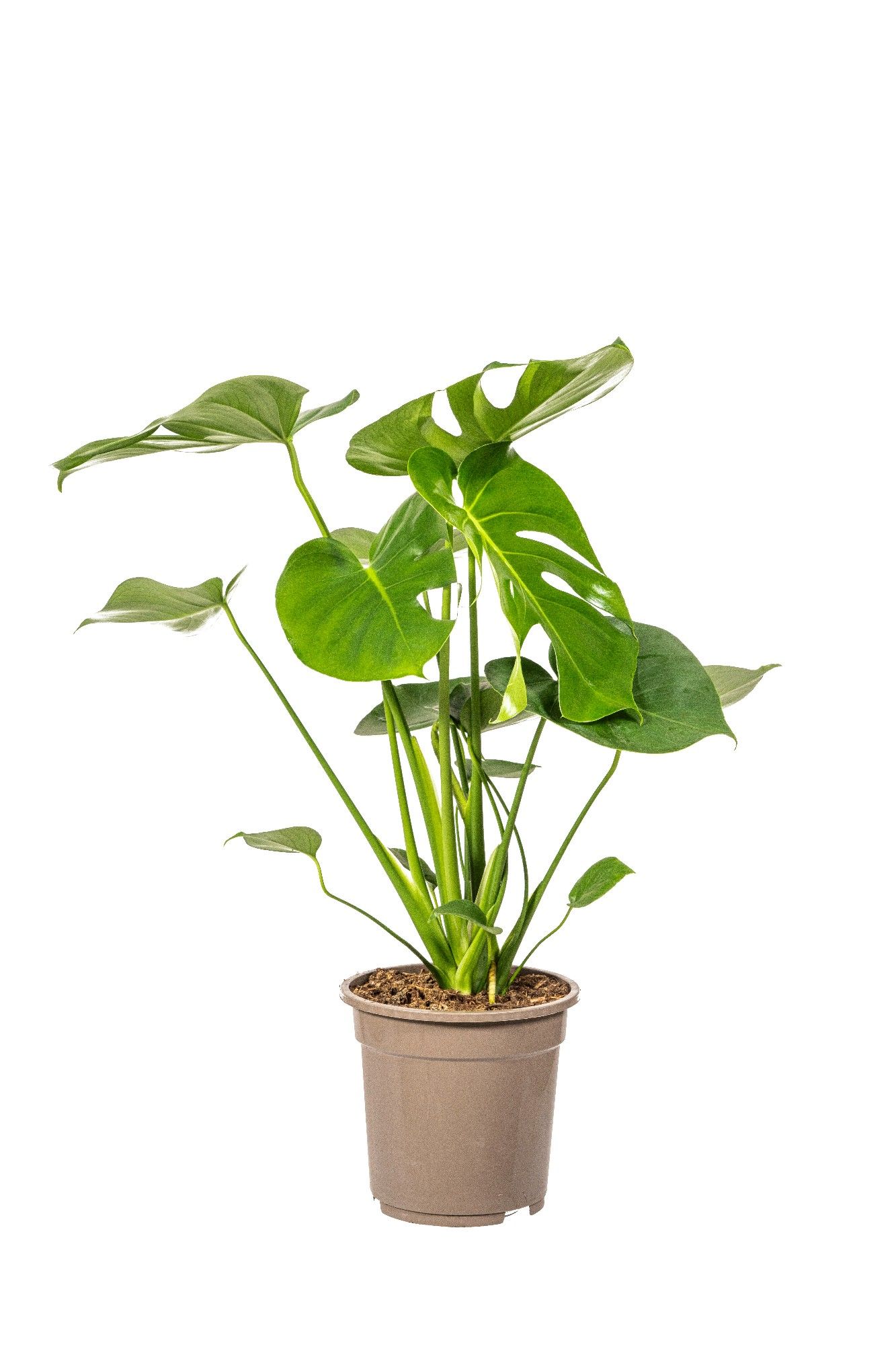 Monstera deliciosa Tauerii T19, D 19