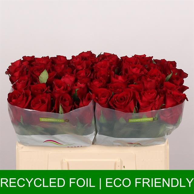 Роза од. Эвер Рэд 50, шт.