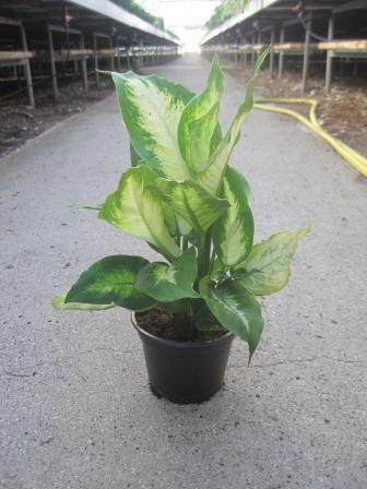 DIEFFENBACHIA MACULATA 'CAMILLA', D 12 cm DIEFFENBACHIA MACULATA 'CAMILLA', D 12 cm