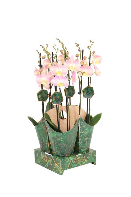 Potcover p12 golden nature Phal signature Rapunzel 2T16+, D 12 cm