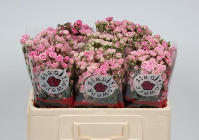 Роза куст. Джипси Роуз 50, шт. Роза куст. Джипси Роуз 50, шт.