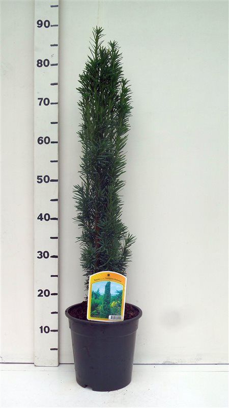 Taxus bacc. 'Fastigiata Robusta', D 19