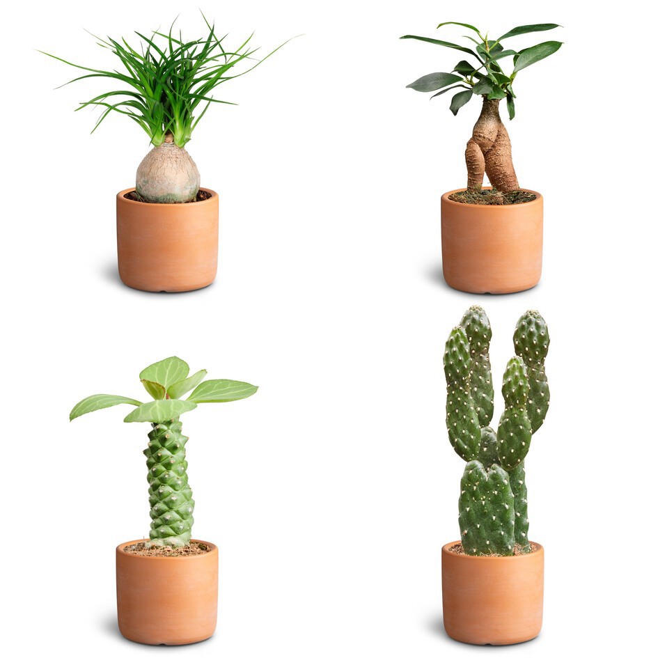 GREEN PLANTS MIX Raw T Sculpture, D 7 cm