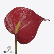 Антуриум Рэд Булл (красн.) x12, шт.