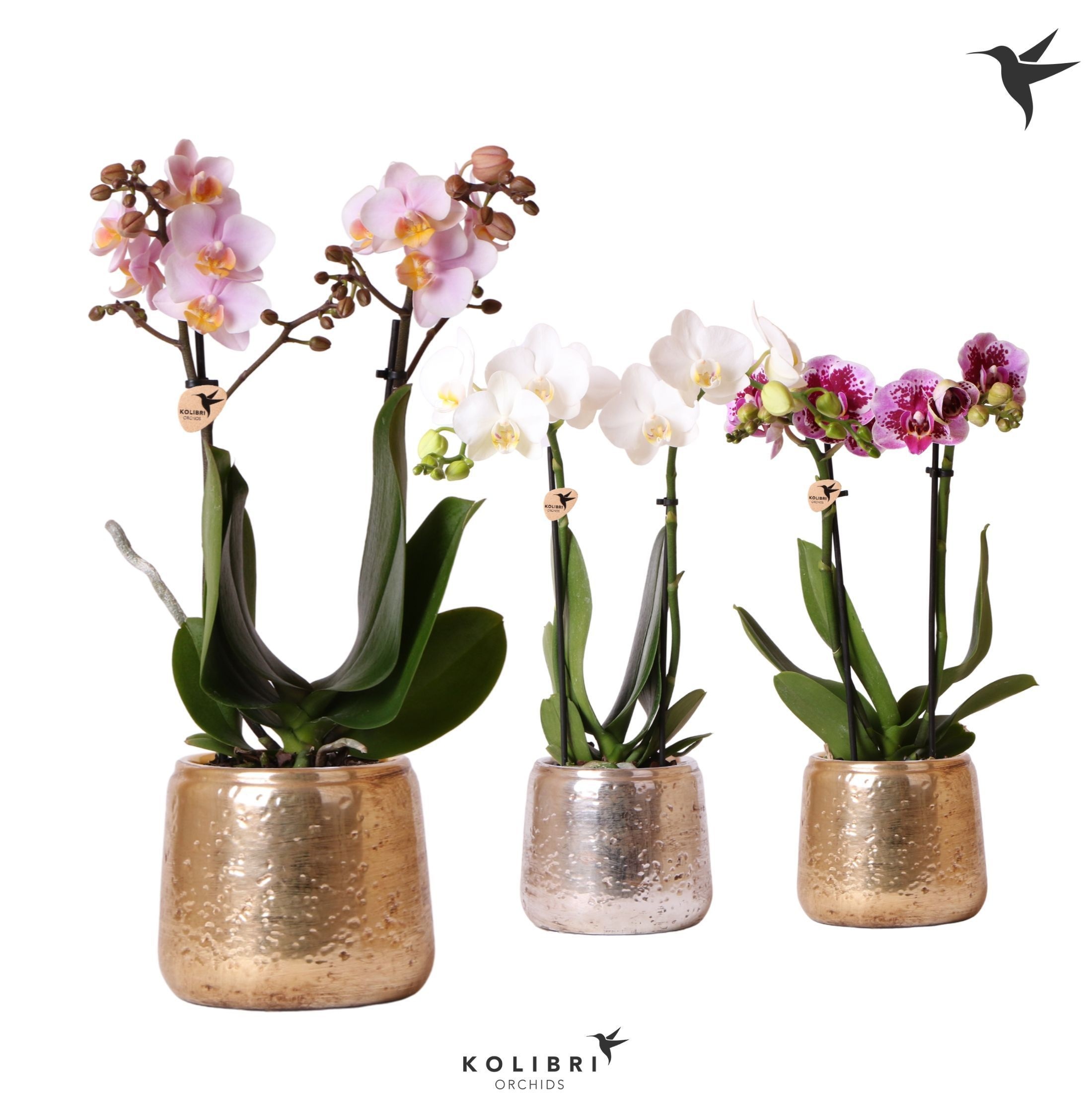 Kolibri Orchids Phalaenopsis mix 2 spike in Luxury pot mix, D 9