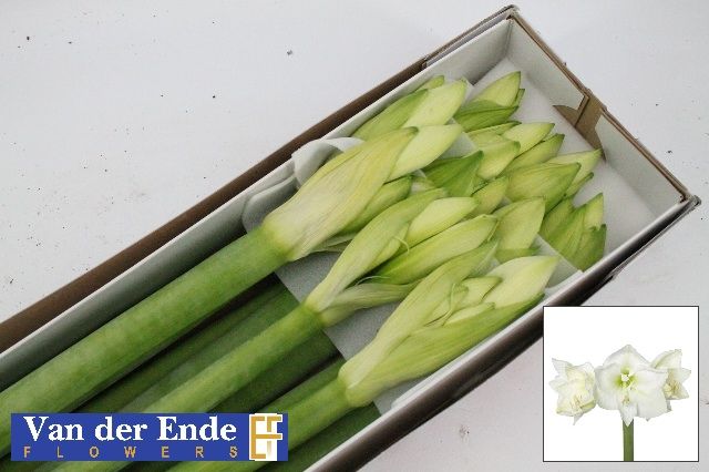 Амарилис Мон Блан (бел.) x10, шт.