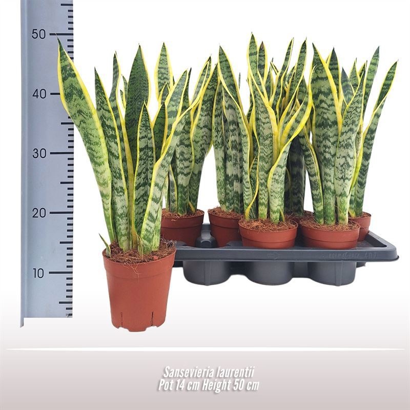 Sansevieria Laurentii, D 14