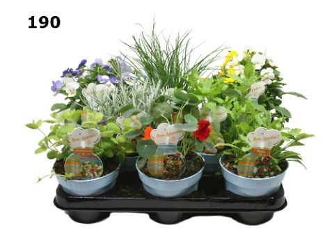 Mix van eetbare bloemen en kruiden , mix laag met 6 soorten, D 12