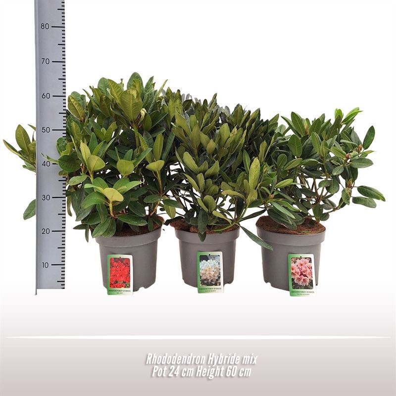 Rhododendron Hybride, D 24