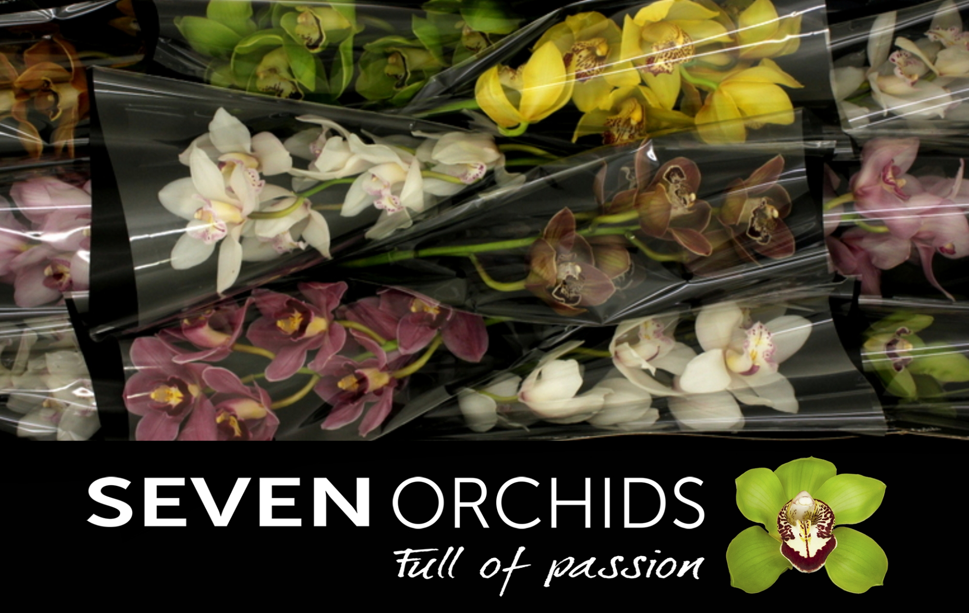 Цимбидиум Микс x12 50, шт.