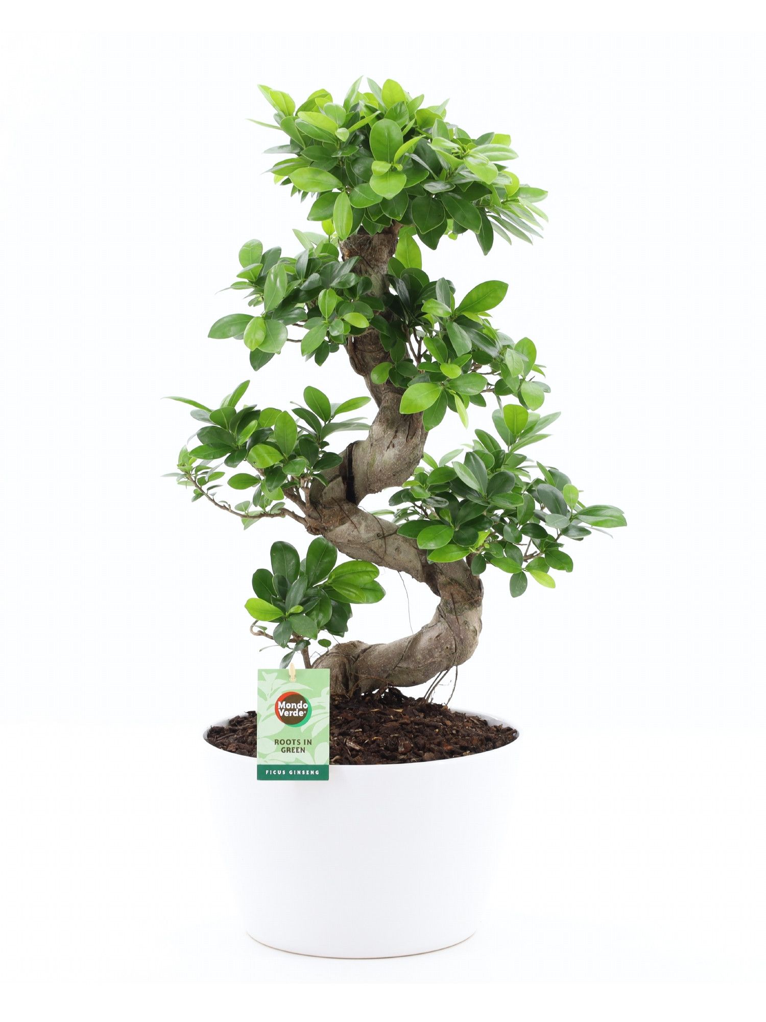 Ficus Ginseng S type in Wit keramiek met Bark, D 28