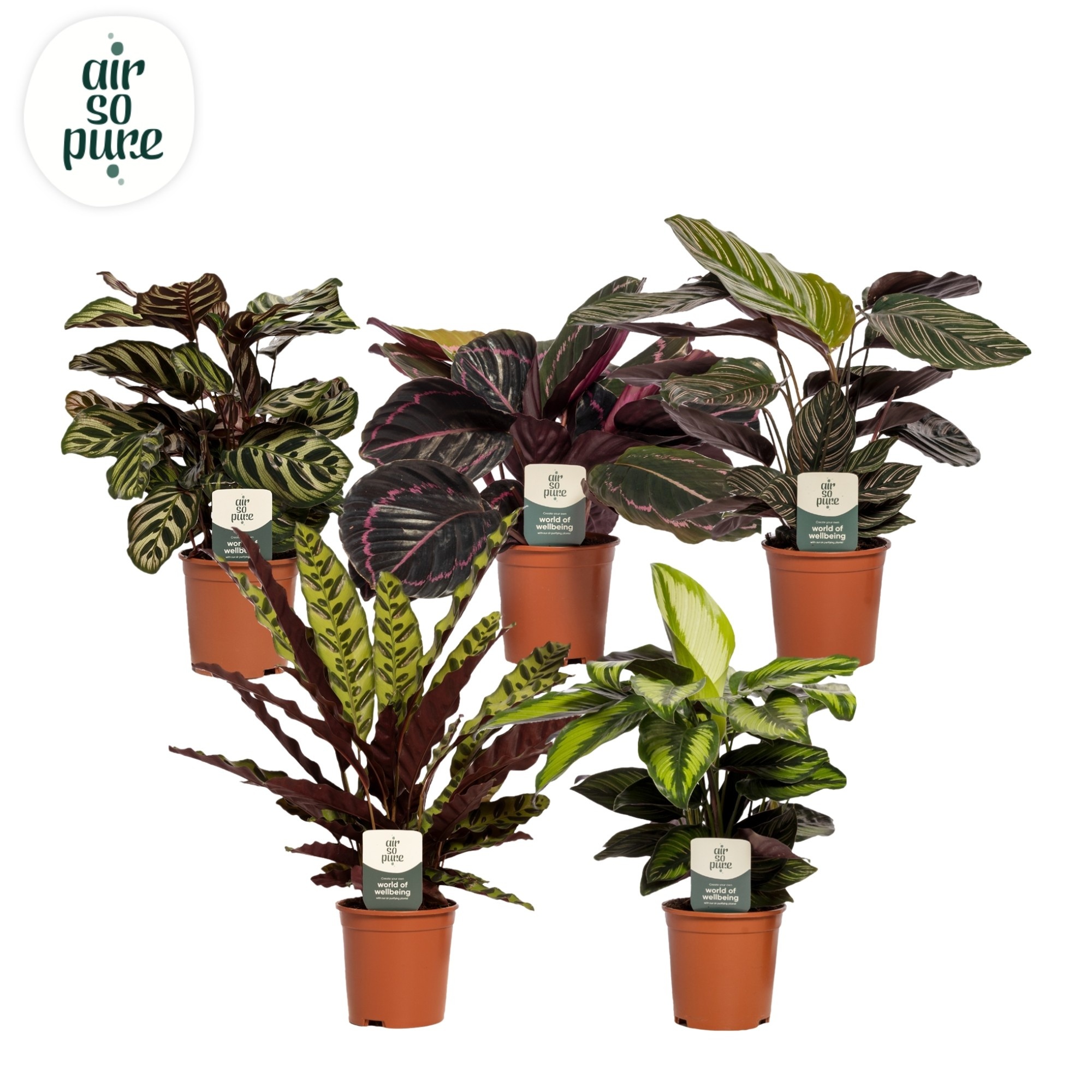 Calathea Special mix min. 3 soorten Air So Pure, D 14