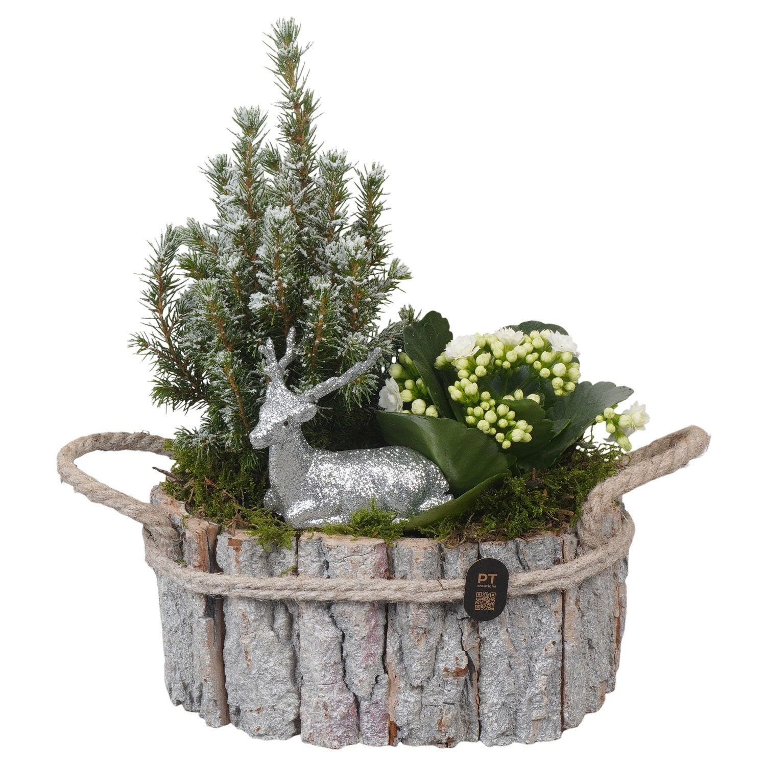 PTCHW7949 Arrangement Christmas White in houten bak, D 23