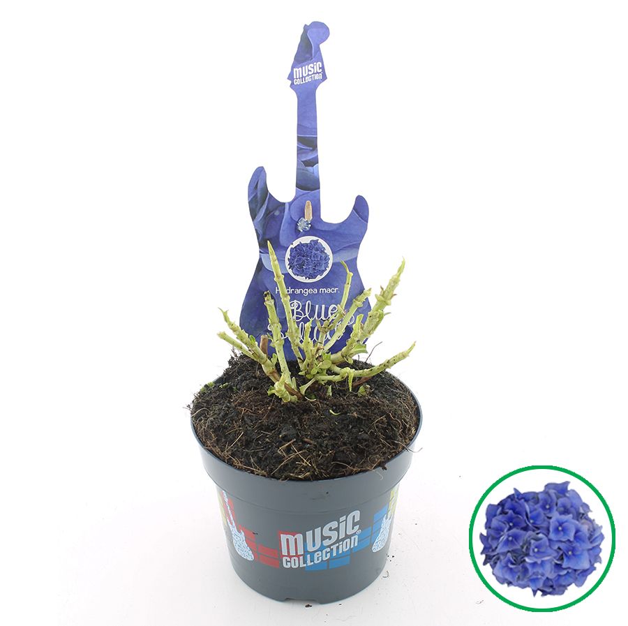 Hydrangea macr. Music Collection® 'Blue Ballad'® C2 (17cm.), D 17