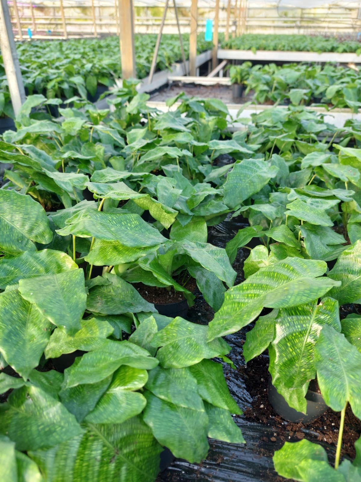 Calathea network 12cm, D 12