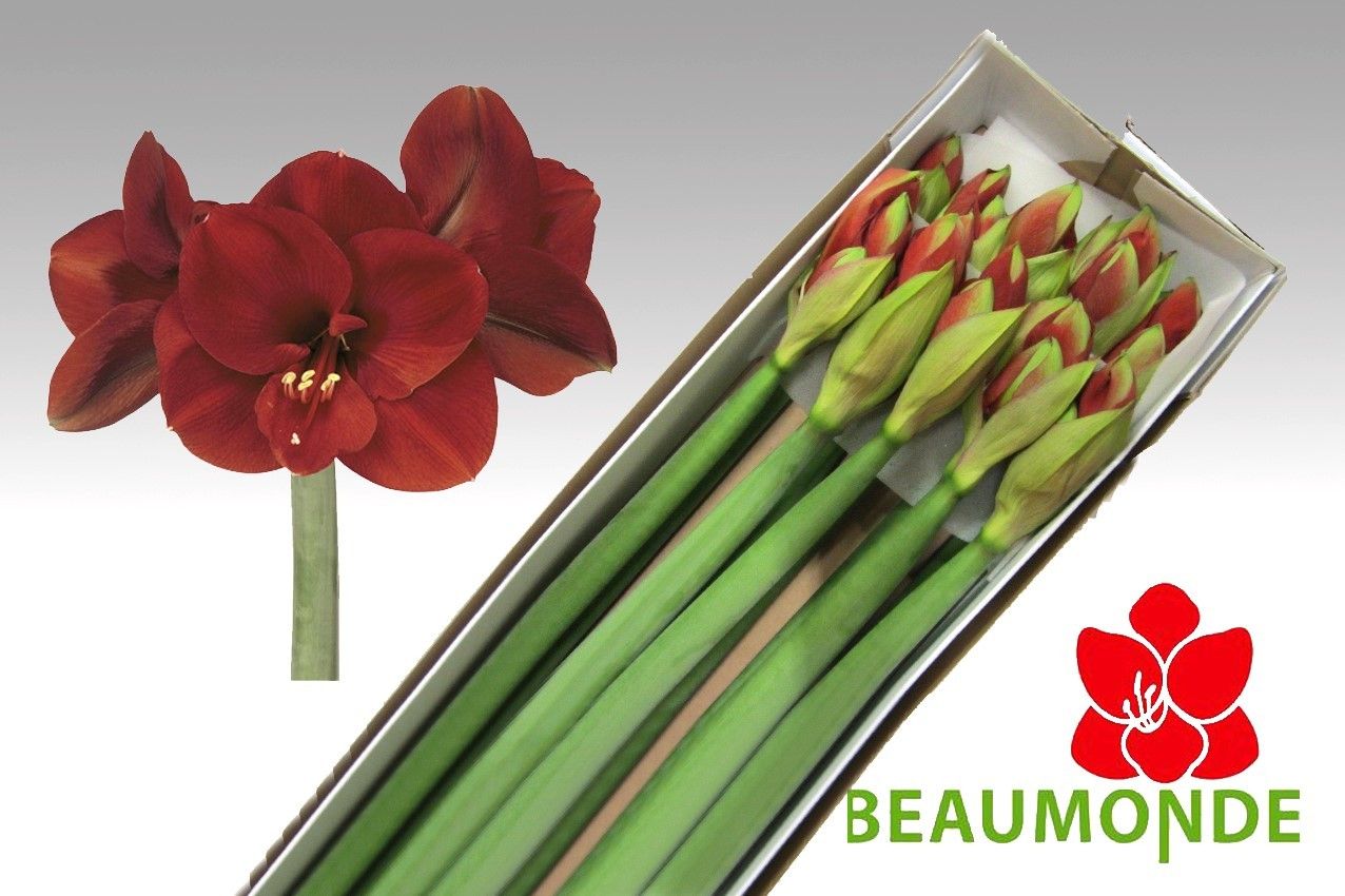 Амарилис Феррари (красн.) x10, шт.