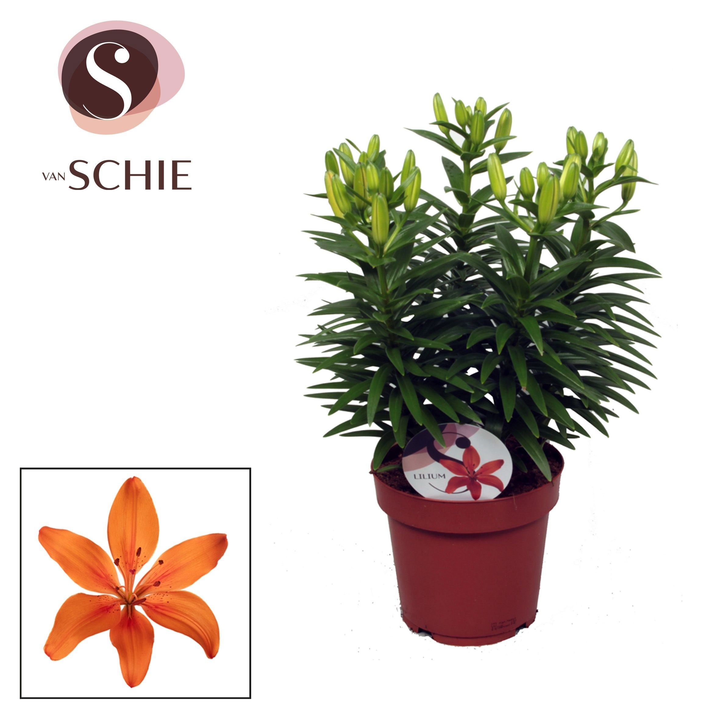 Lilium Az Matrix Orange 19cm, D 19