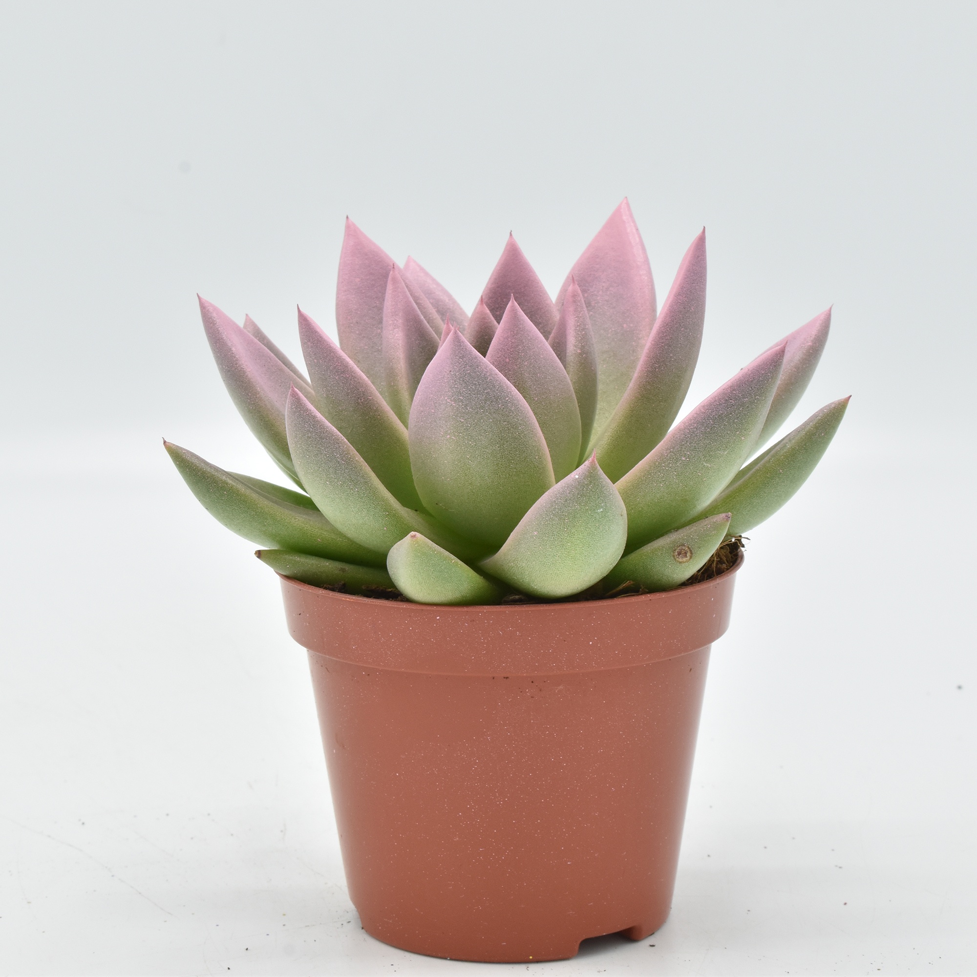 Miranda coloured pink festival, D 8,5