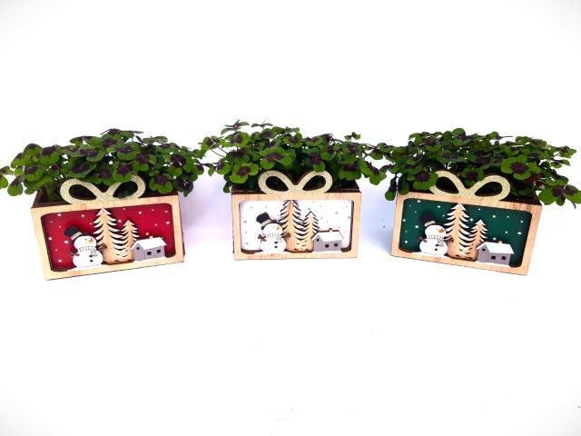 Oxalis deppei Winter Wonderland, D 7