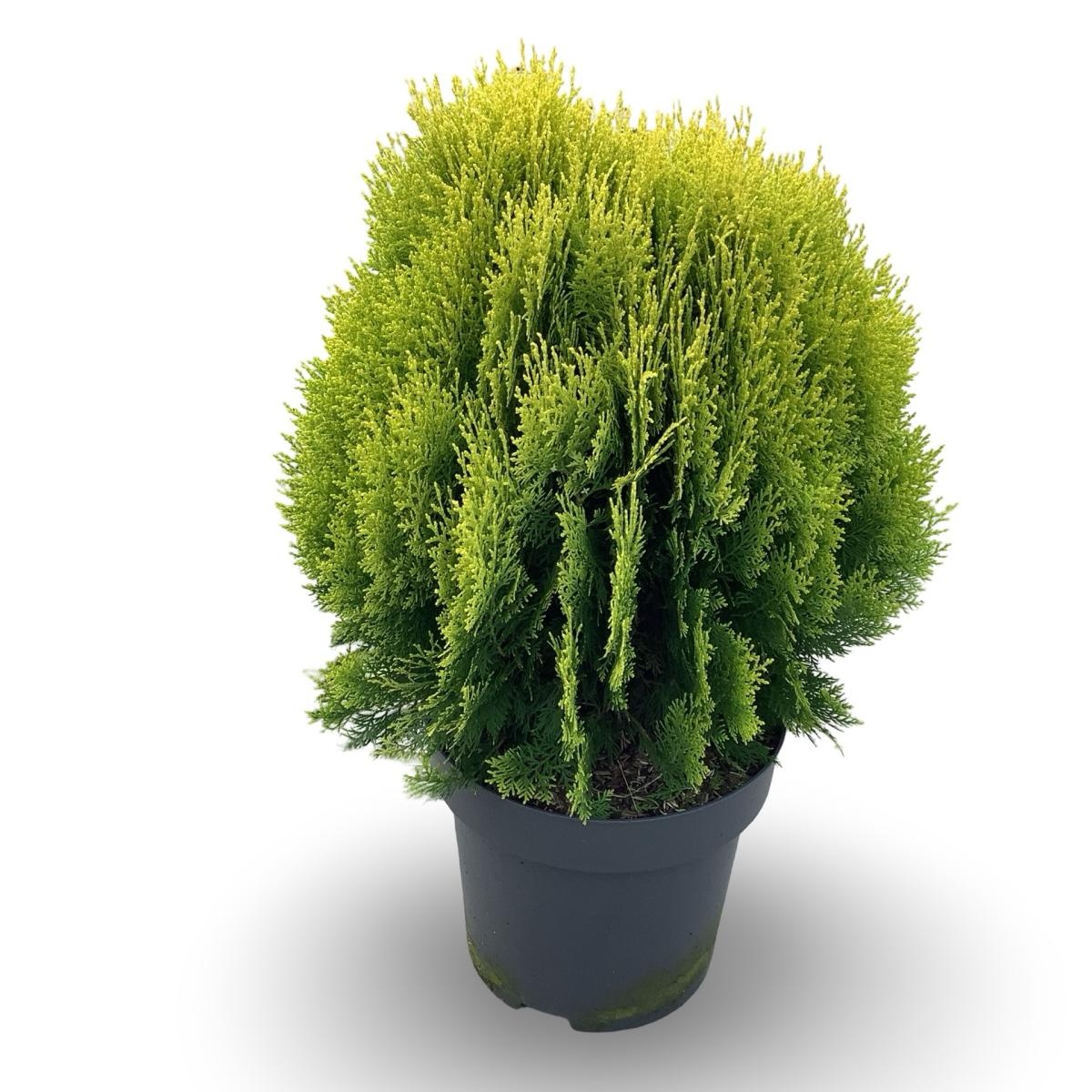 Thuja occ. 'Aurea Nana', D 31
