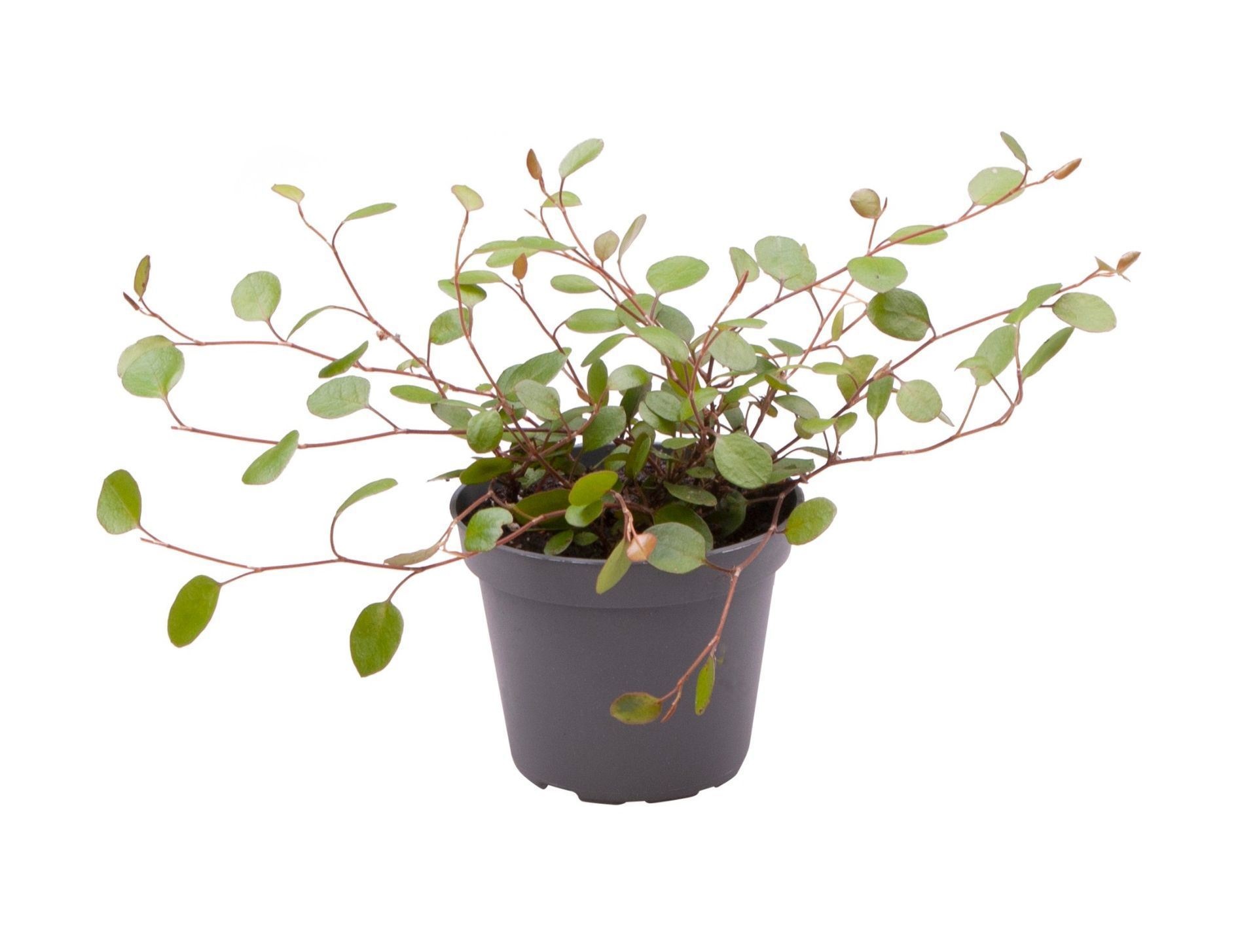 Muehlenbeckia Complexa, D 6