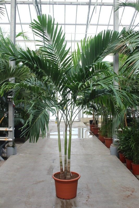 Veitchia merrillii 3pp, D 50 cm