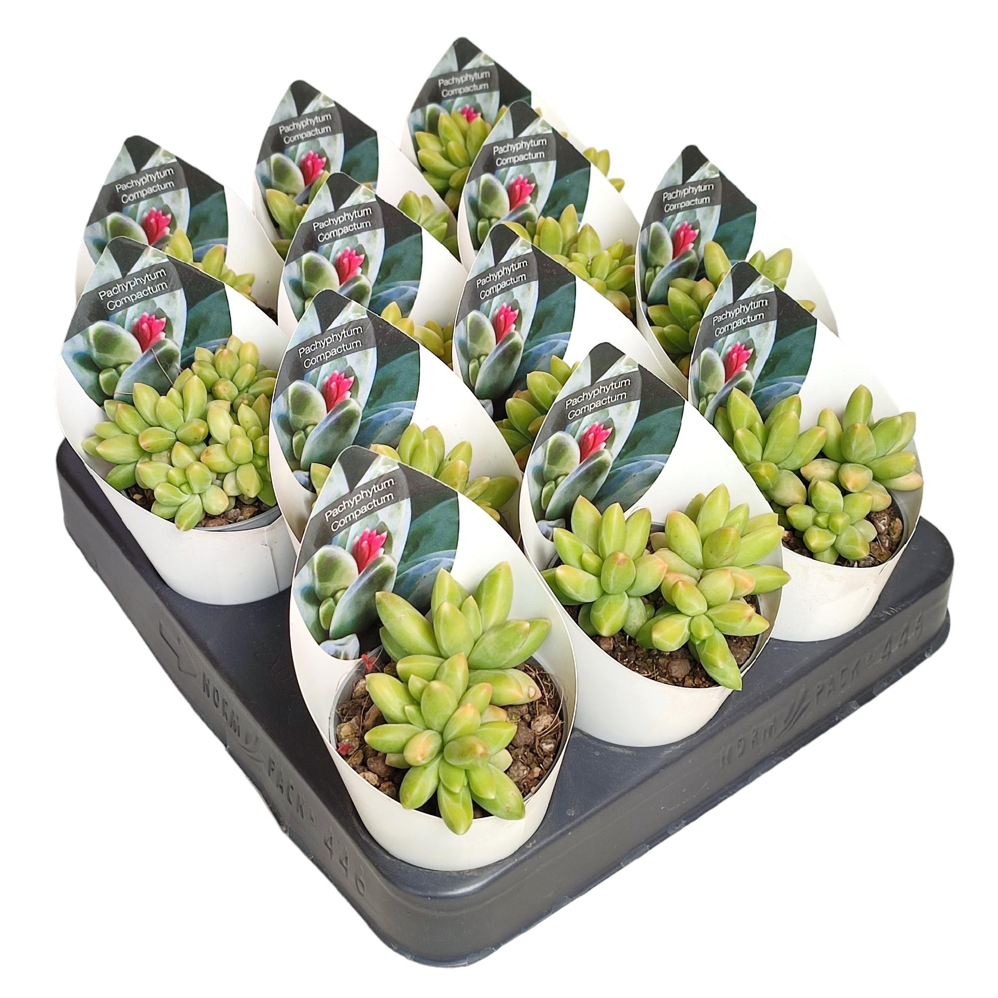 PACHYPHYTUM COMPACTUM - POT Ø 6,5 WITH POTCOVER (SUCCULENTEN), D 6,5